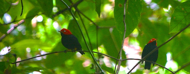 My current ecological focus: the lek stylings of the Red-capped Manakin, Ceratopirpa mentalis