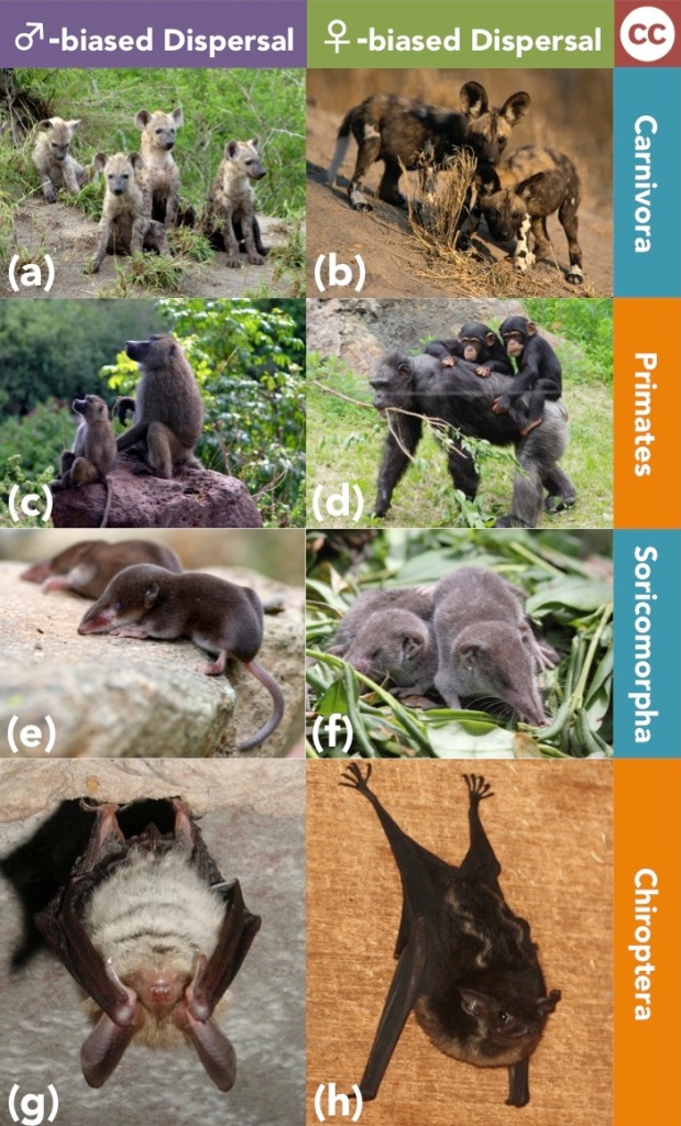 Examples of male and female sex-biased dispersal in 4 mammal orders. All images from Wikimedia Commons. (a) Spotted Hyena, (b) African Wild Dog, (c) Yellow Baboon, (d) Chimpanzee, (e) Common Shrew, (f) White-toothed Shrew, (g) Bechstein's Bat, (h) White-lined Bat